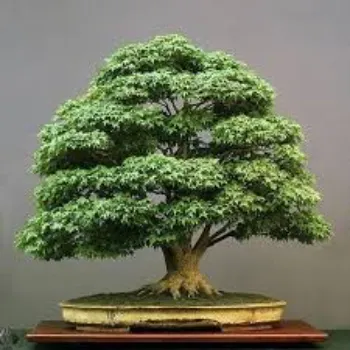 Stylist Bonsai Plants
